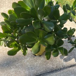Jade Tree