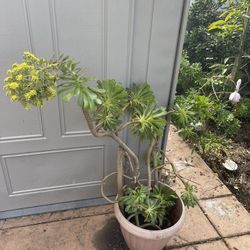 Wonderful Green Plant