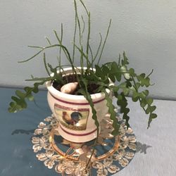 Plant