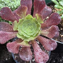 Aeonium Plant