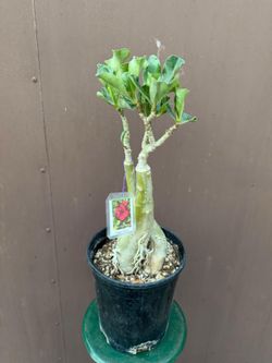 6” desert rose