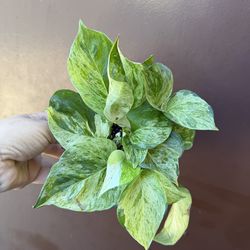 4” japanese global green pothos
