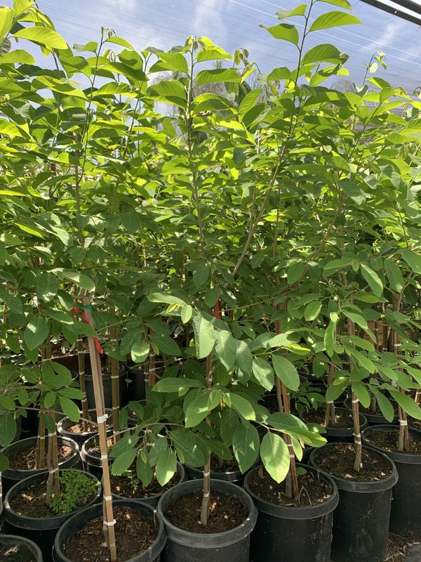 Cherimoya Tree For Sale In California