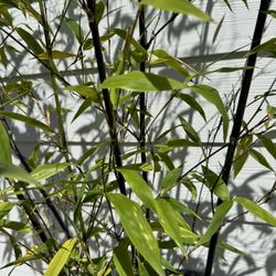 Black Bamboo In 10g Container