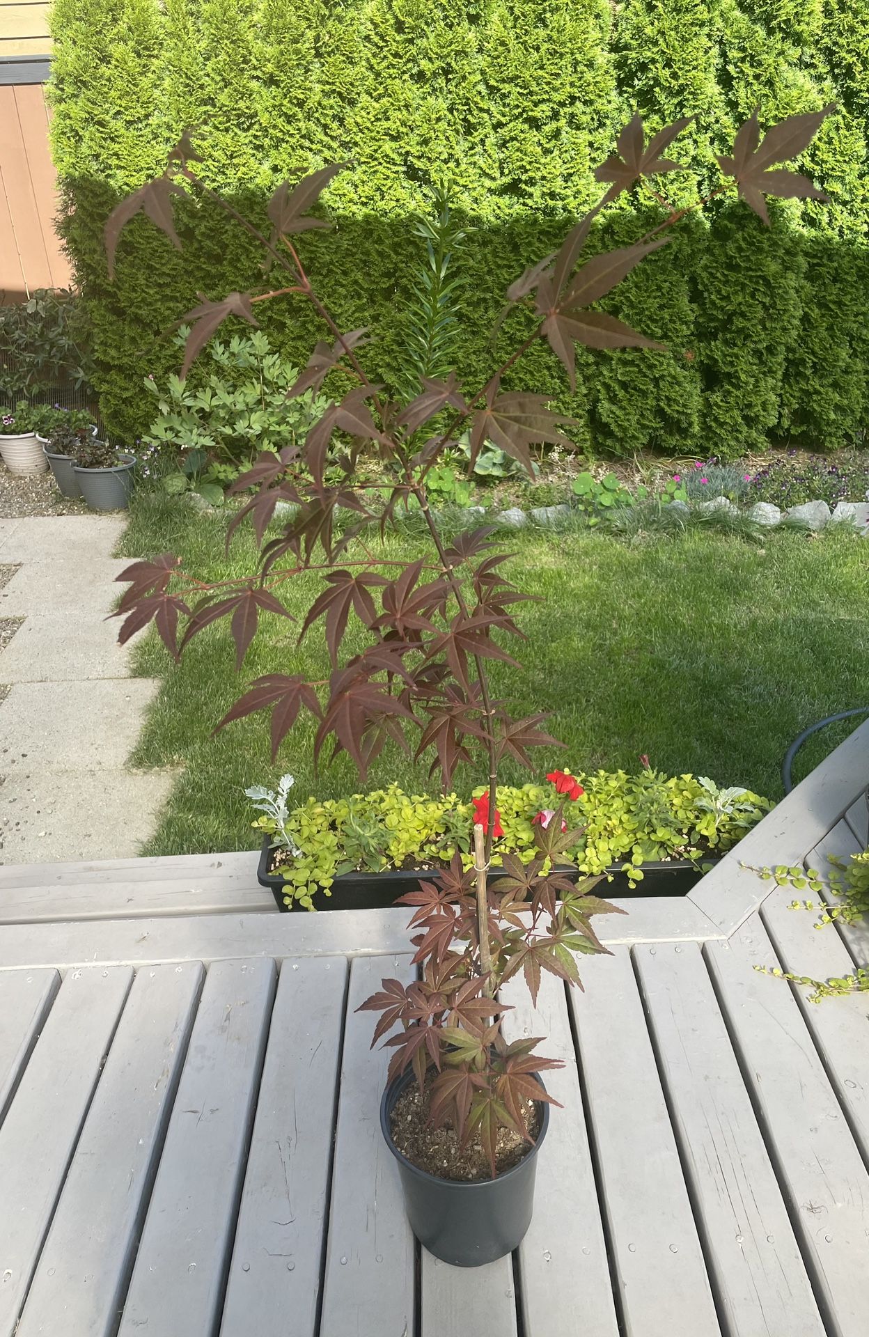 Bloodgood Japanese Maple ‘Acer Palmatum’ (Outdoor Plant)