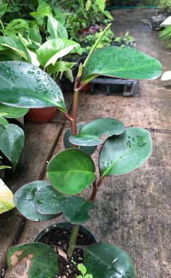 Plant in 4 in the pot