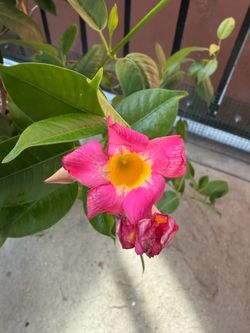 Plant
