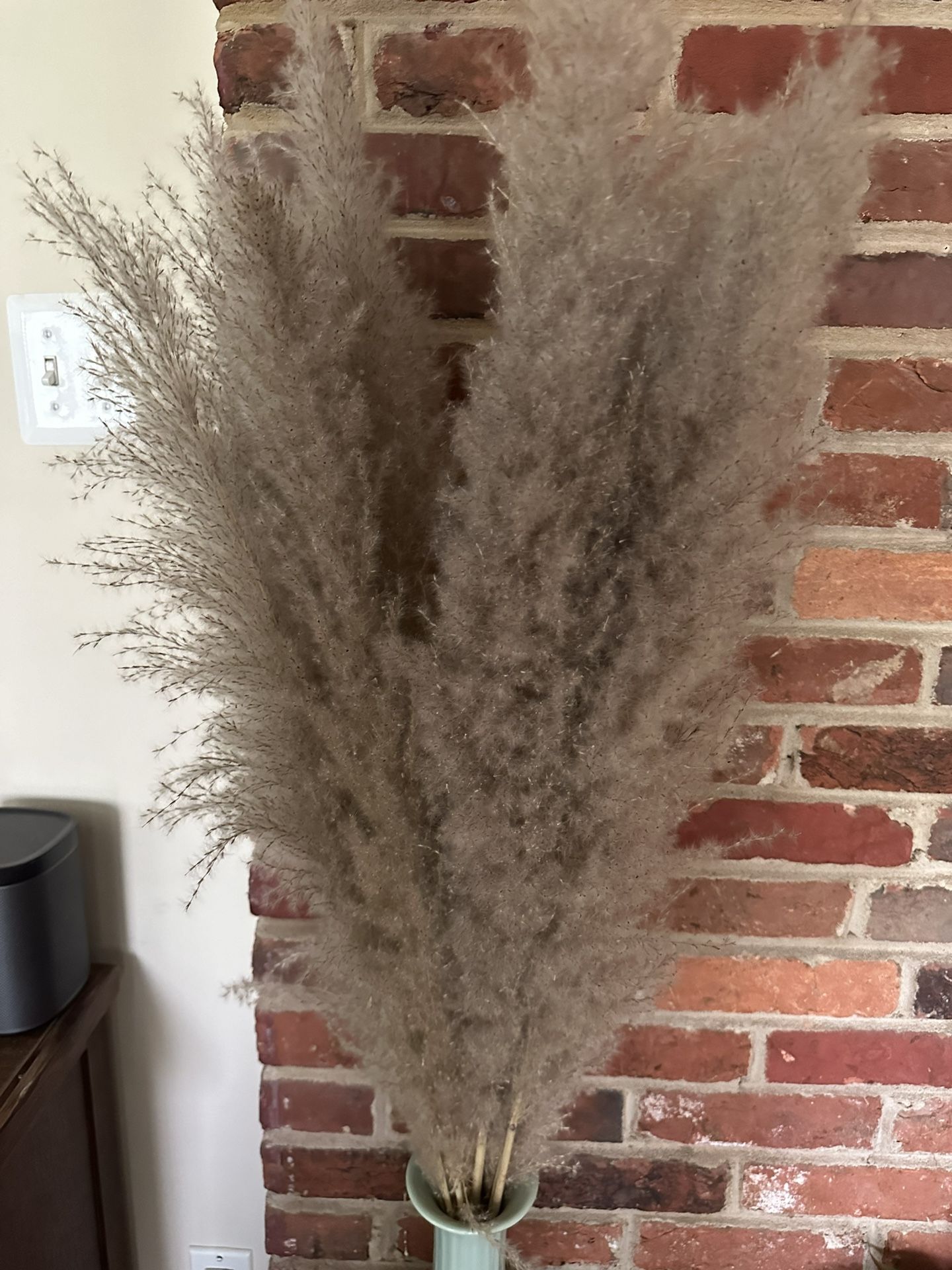 Two Bundles Of Pampas Grass For Large Vase