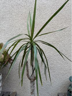 Dracaena Marginata plant