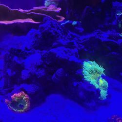 Fish Tank Decor