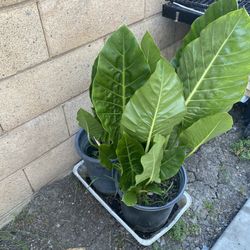 Elephant Ears Plant