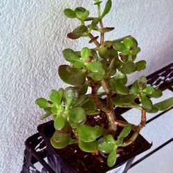 🌿—a symbol of prosperity♥️LUCKY Jade/GUD LUCK Plant👉PLS READ DESCRIPTION♥️WELL ESTABLISHED Trees