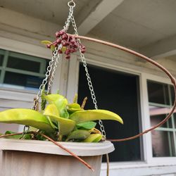 Beautiful Hoya Carnosa Flower Ready To Blooming In Hanging Pot ♥️❤️