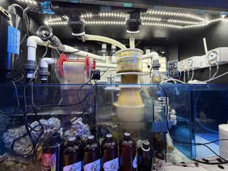 Aquarium, reef tank, Saltwater, Fish, Tangs, Corrals, XR30, Radion, Wavemakers, Redsea