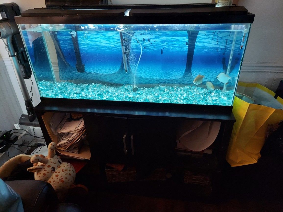 Fish Tank 55 Gallon