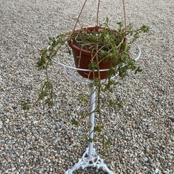 Plant