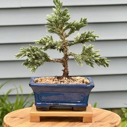 Juniper Bonsai