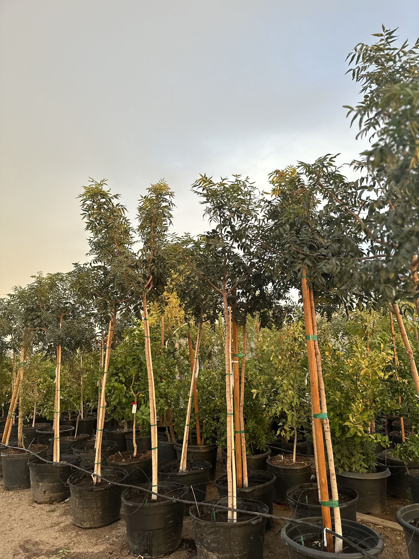 Red Push Pistache 25 Gallon $200 Each