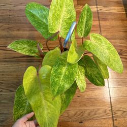 Philodendron Painted Lady (multiple Growth Points)