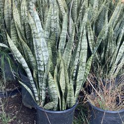 Snake Plants 