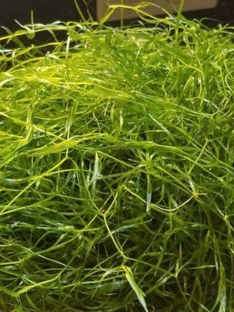 A Bunch Of Guppy Grass Aquarium Plant