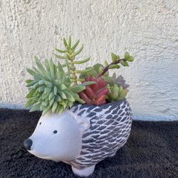 Hedgehog Planter With Succulents ..