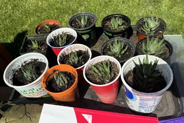 Plants For Sale
