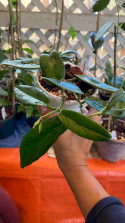 Hoya Macgillivrayi Lots of Active new growth