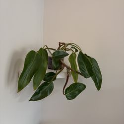 Philodendron (4in Pot)