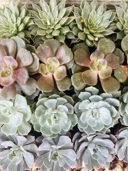 2 Echeveria Succulents 
