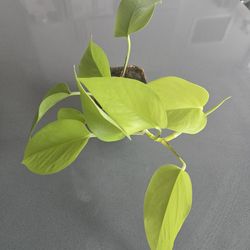 Neon Pothos