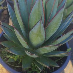 Agave Blue Glow 