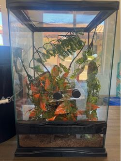 Crested gecko tank