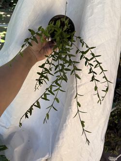 4” xl Hoya Engleriana