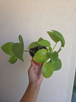 Plant