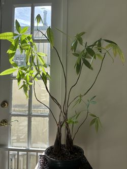 Money Tree  Plant
