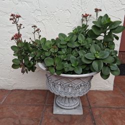 ENTRANCE ORNAMENTAL PLANT 🪴 