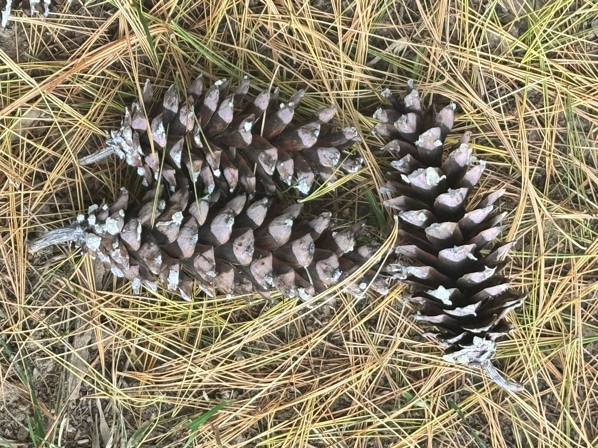 Pine Cones