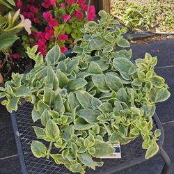 Dorotheanthus - Mezoo Trailing Redv Live Plants 