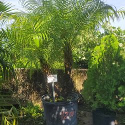 RUBULLINI 30 GALLONS 