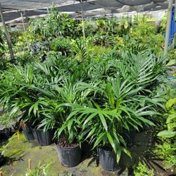 Parlor Palm Plant 10"