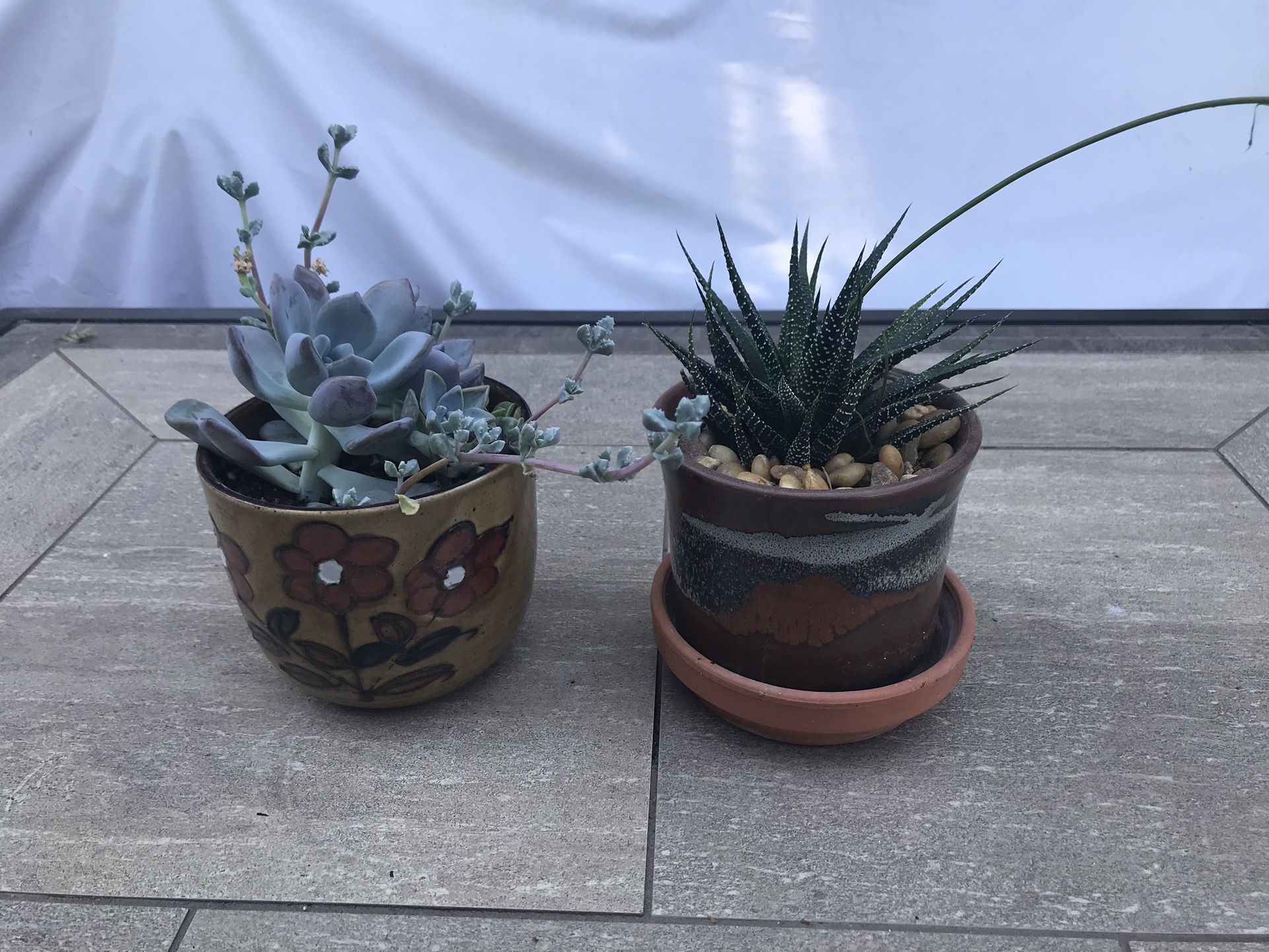 Succulents in 2 pretty ceramic pots