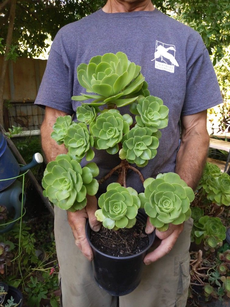 Aeonium Canaries