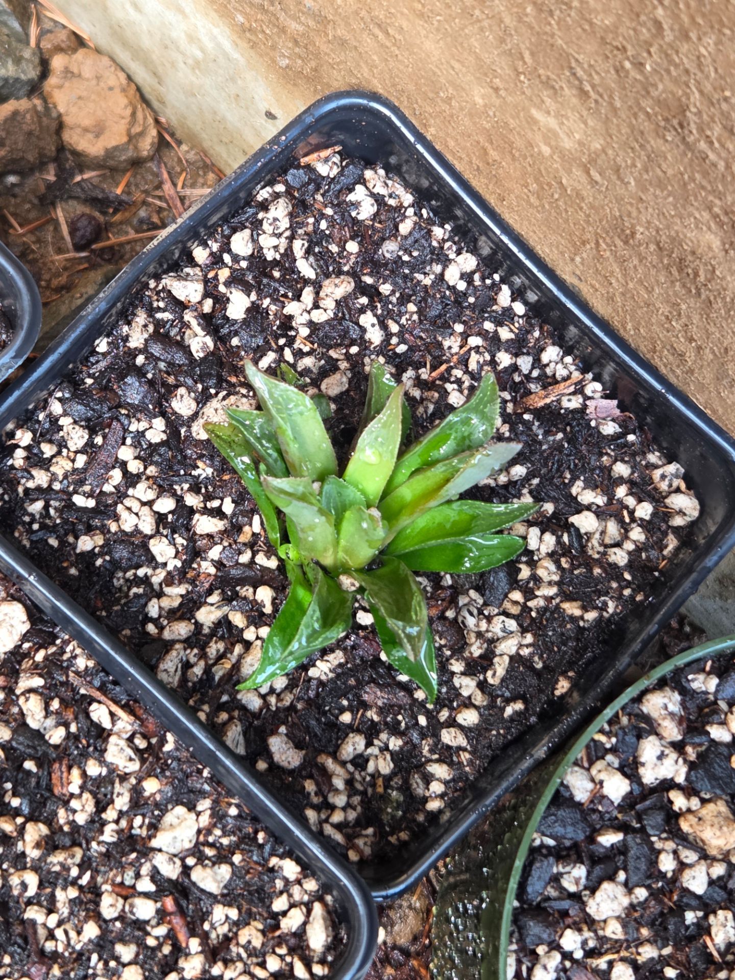 Succulents (Indoor)