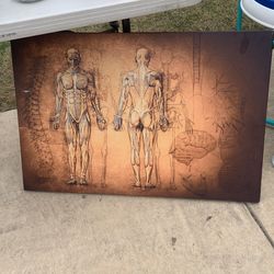 Canvas Human Body Picture