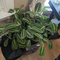 Whole Lime Maranta Plant In Planter