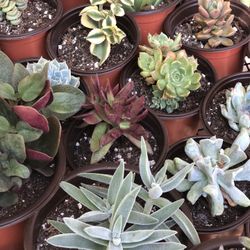 Succulents 