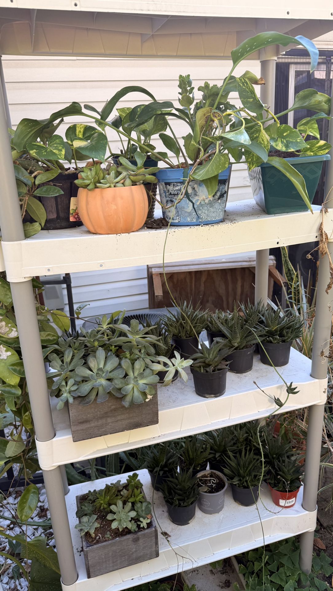 Flower Plants