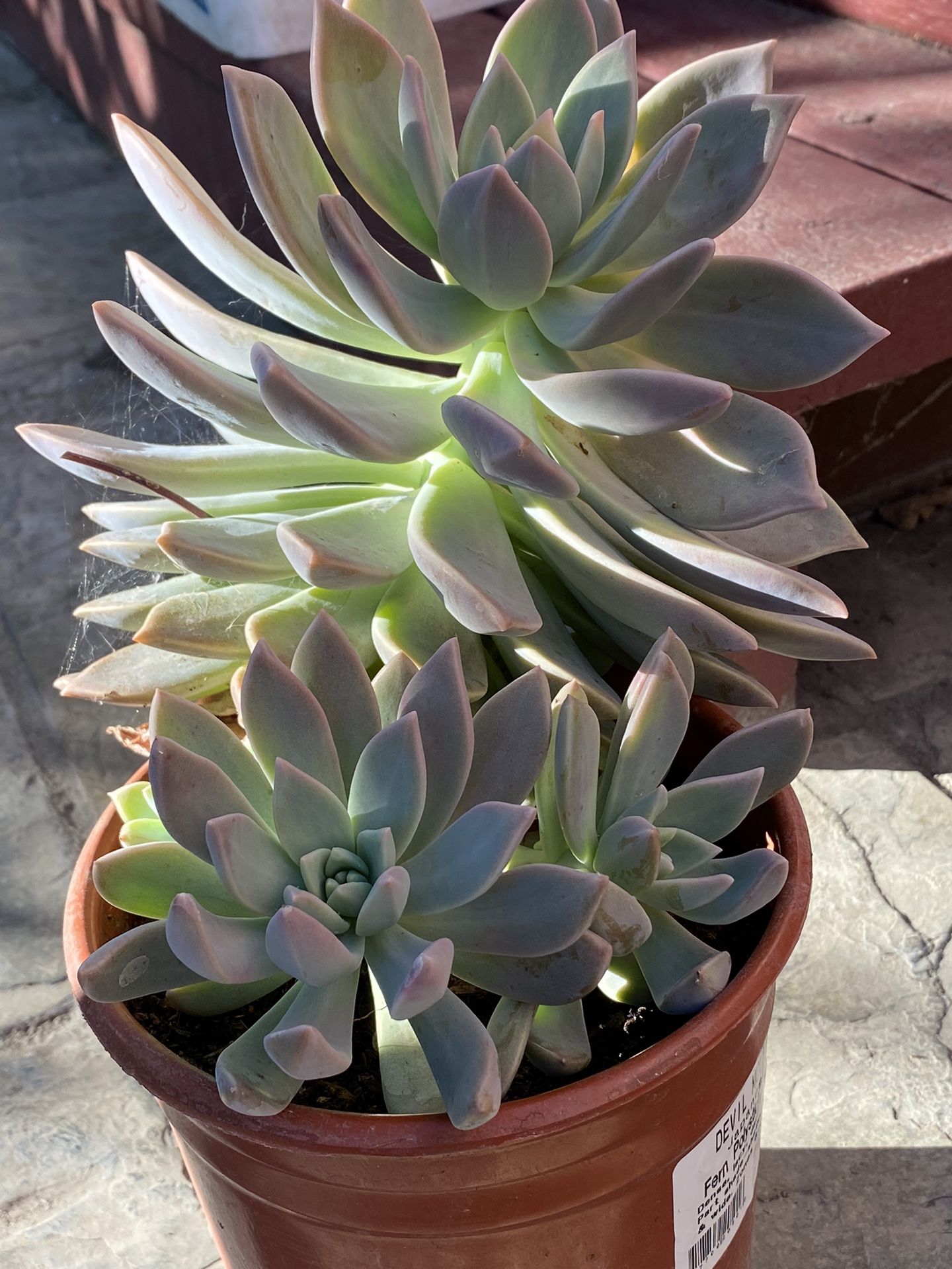 Succulent Plant 