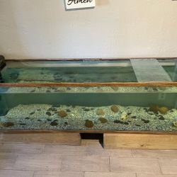 Tanks  All Different Sizes 